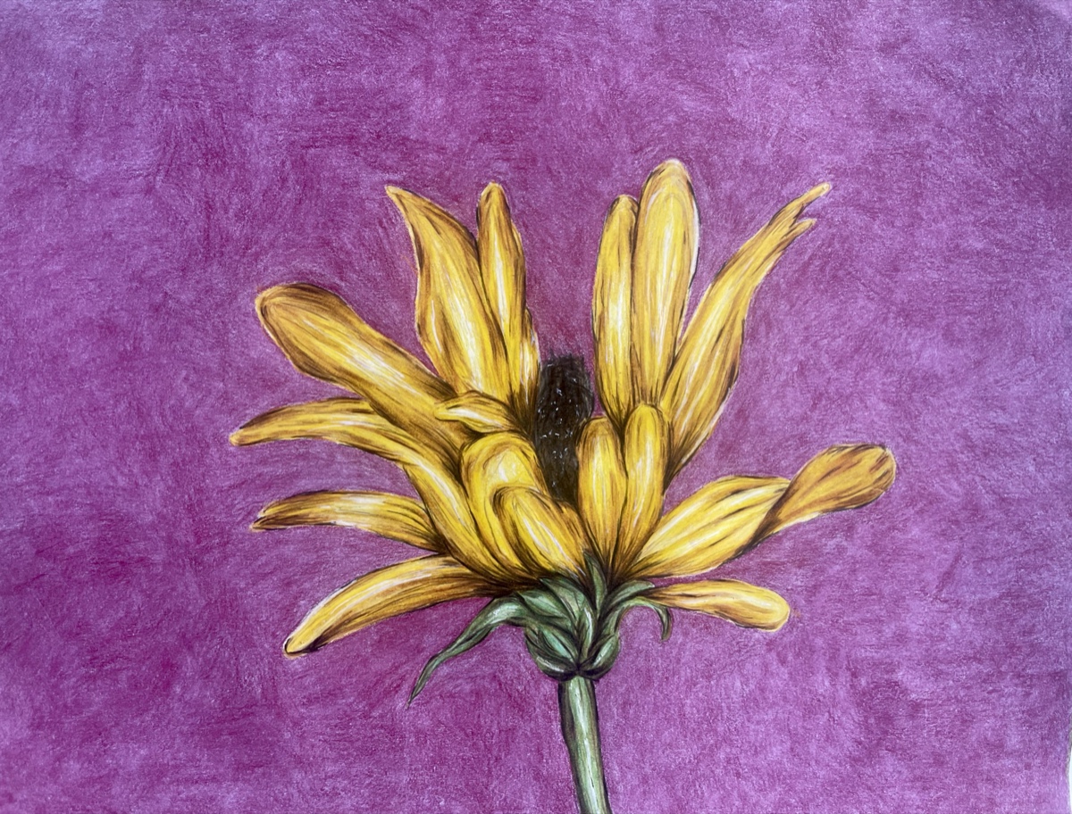 A yellow daisy seen from behind and below, its petals splayed, against a flat magenta ground.